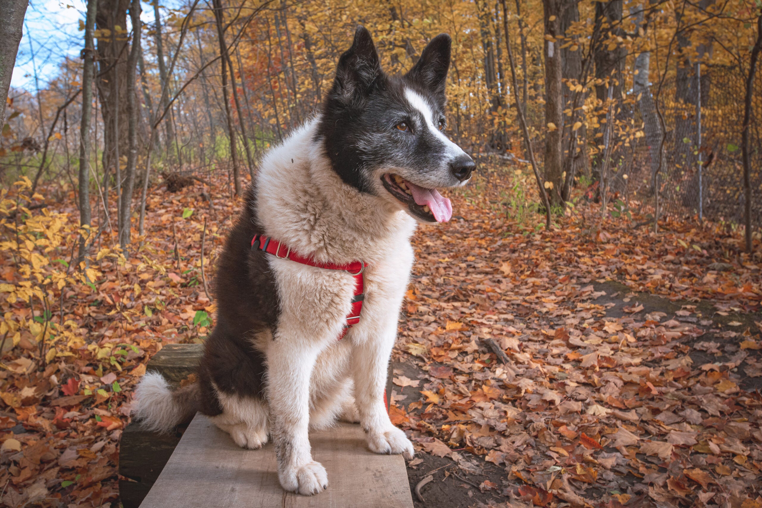 Karelian Bear dog sitting on a wooden bench in the forest. Leaves on the ground and fall colors in the background.
