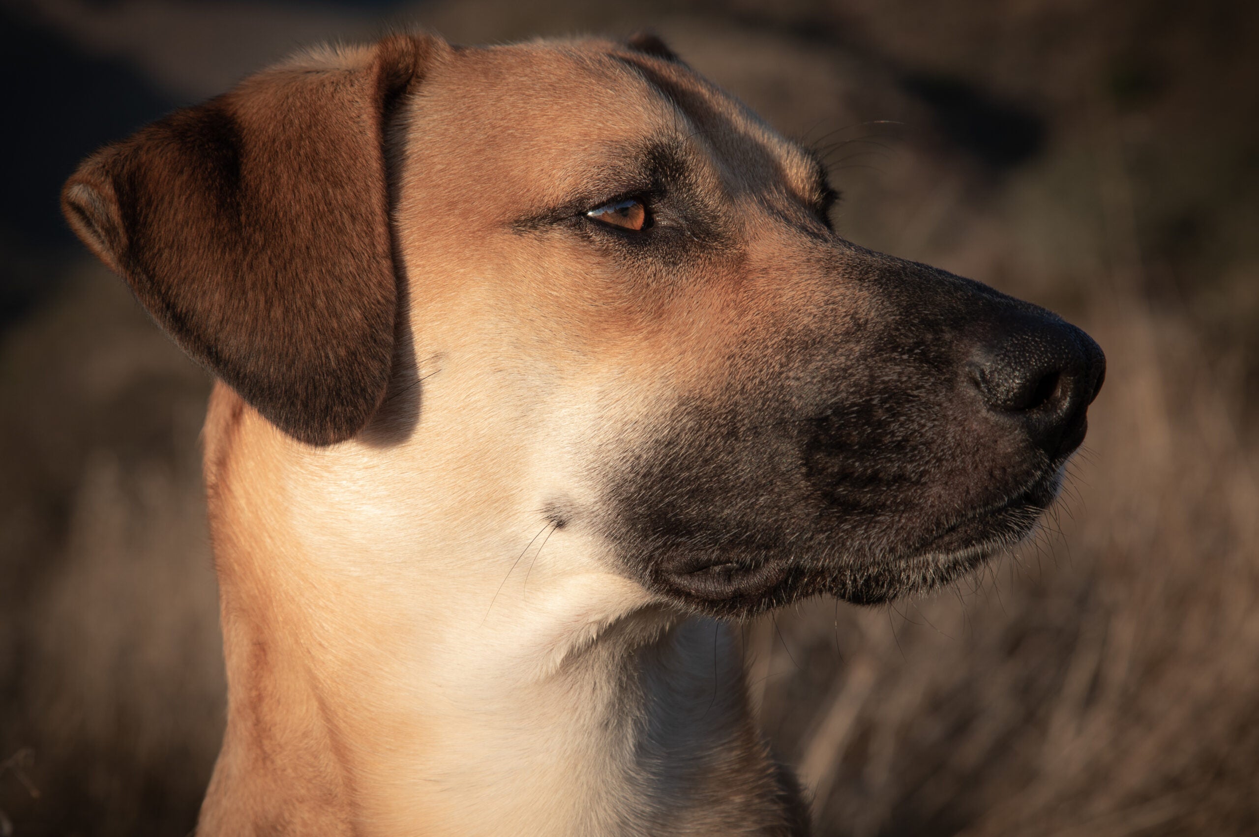 A closeup shot of black mouth cur dog on blurred background