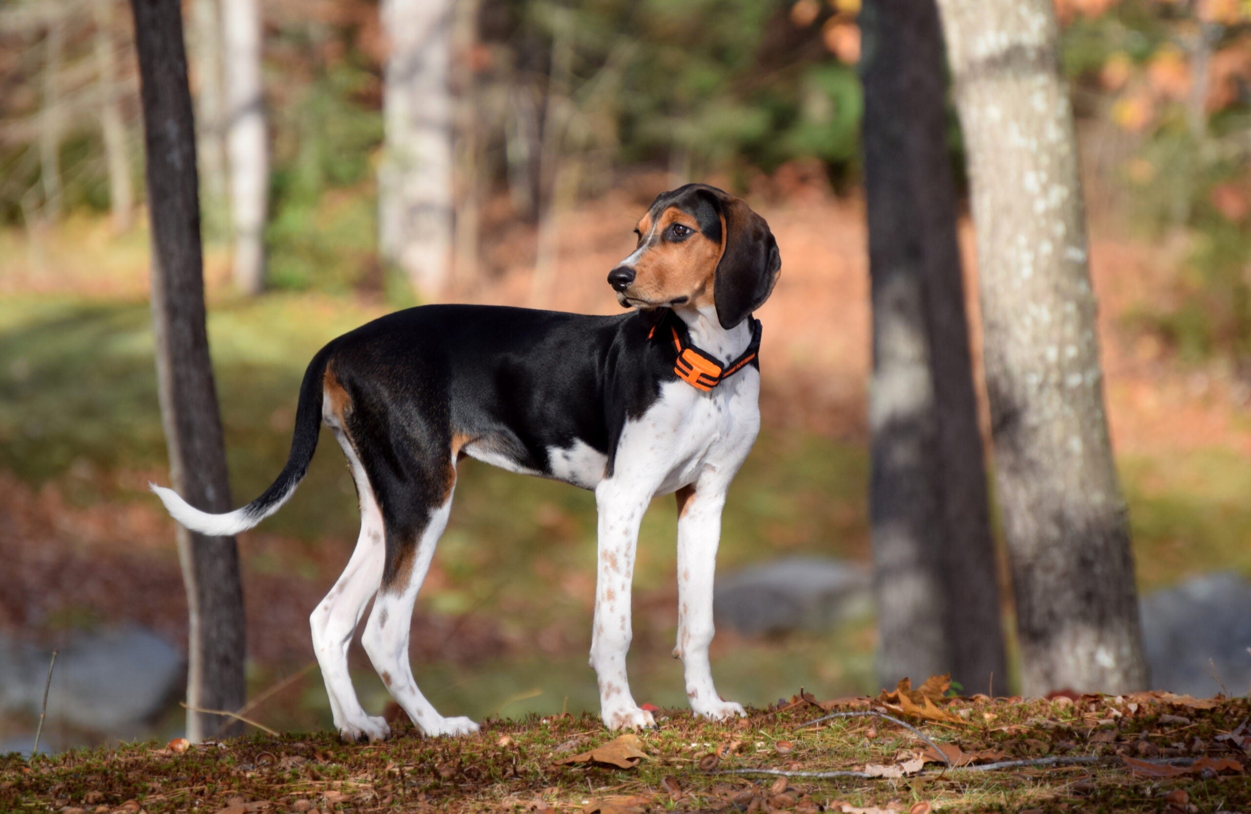 A treeing walker coonhound stand in the forest with trees in background. 