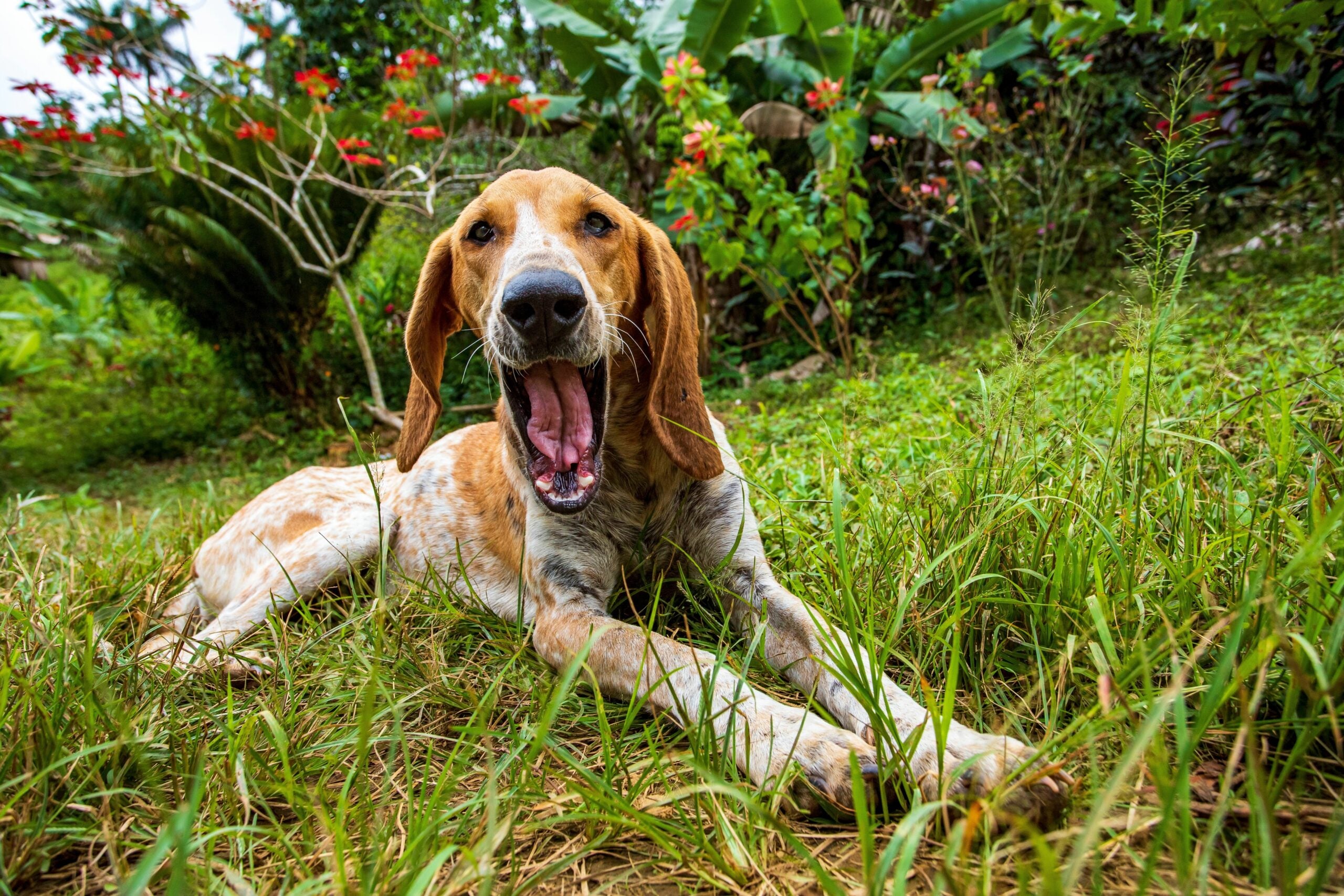 American English Coonhound lying and opening his mouth on grasa