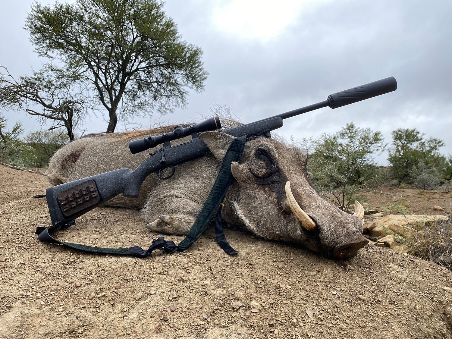 A hunter harvested warthog on a rock with a suppressed rifle laid over it.