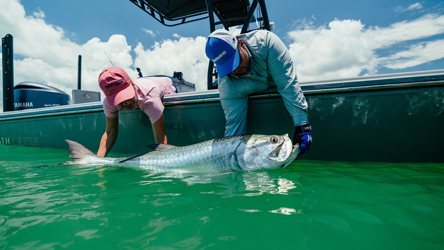 Two anglers hold a 100-plus pound tarpon in the water before reviving and releasing the fish.