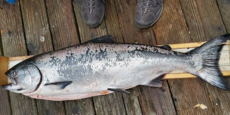 California Cancels Salmon Season for Second Consecutive Year