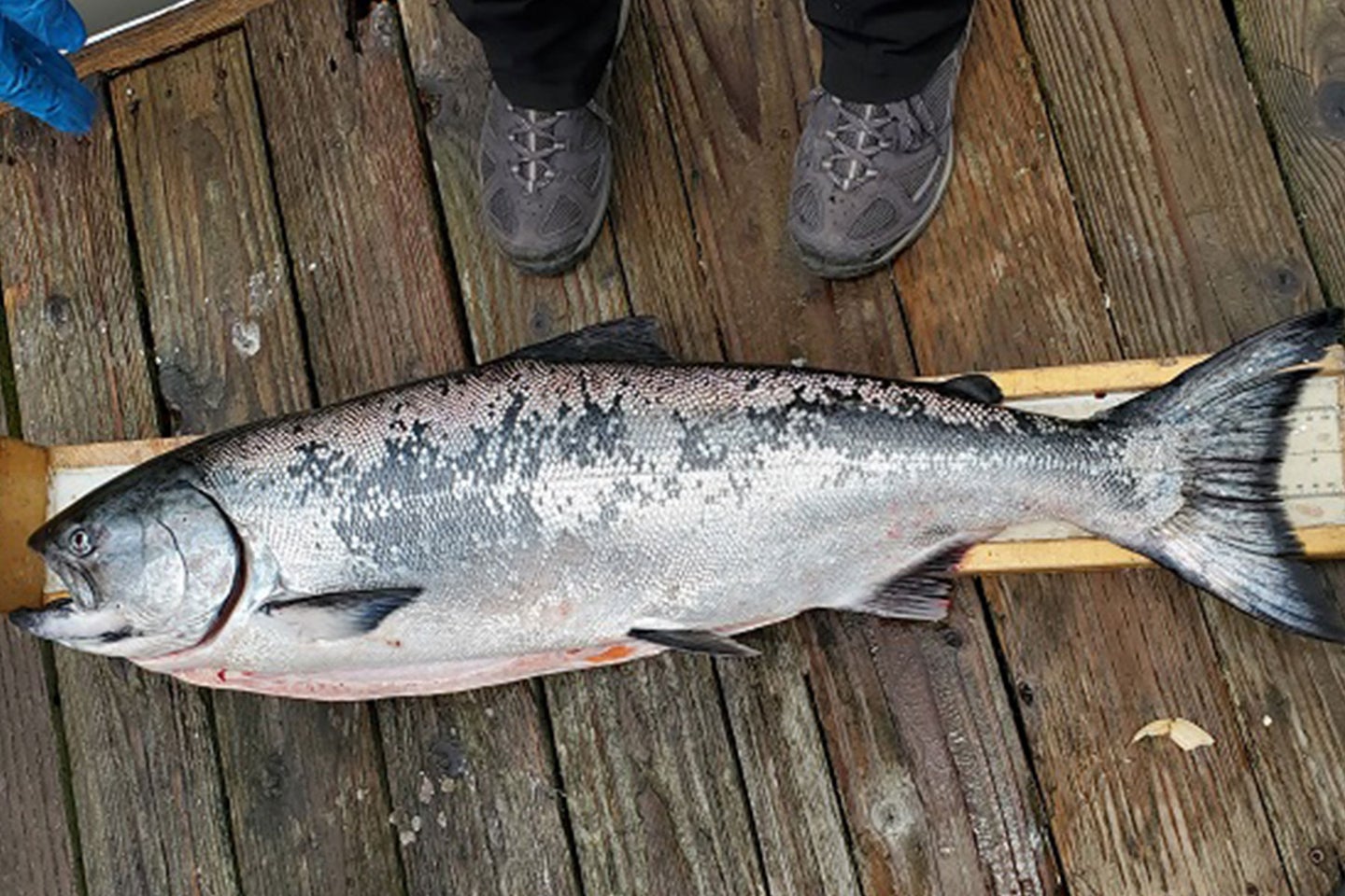 An ocean-caught salmon on a dock in California.