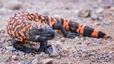 Arizonan Fined For Breeding Venomous Snakes and Taking Endangered Gila Monsters From the Wild