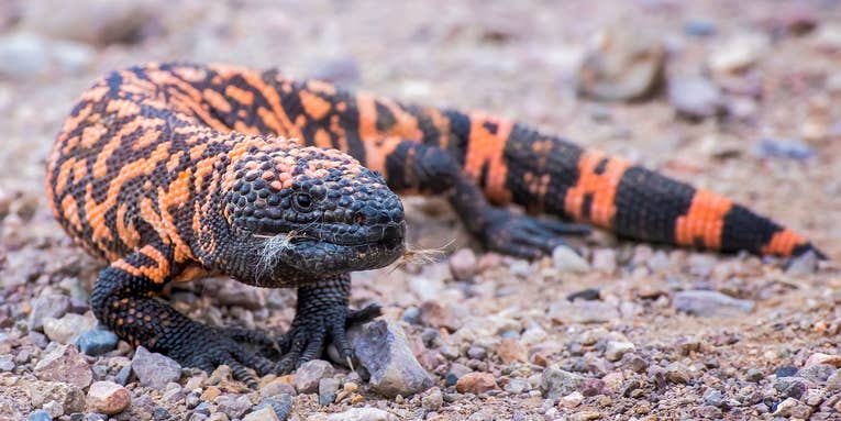 Arizonan Fined For Breeding Venomous Snakes and Taking Endangered Gila Monsters From the Wild