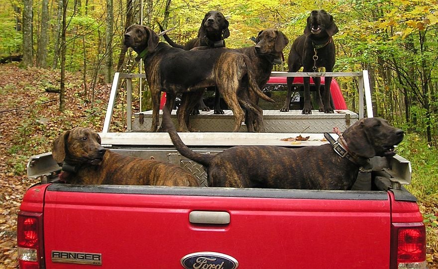 A pack of bear hunting Plott hounds stand in the back of a red pickup truck. 