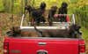 A pack of bear hunting Plott hounds stand in the back of a red pickup truck. 
