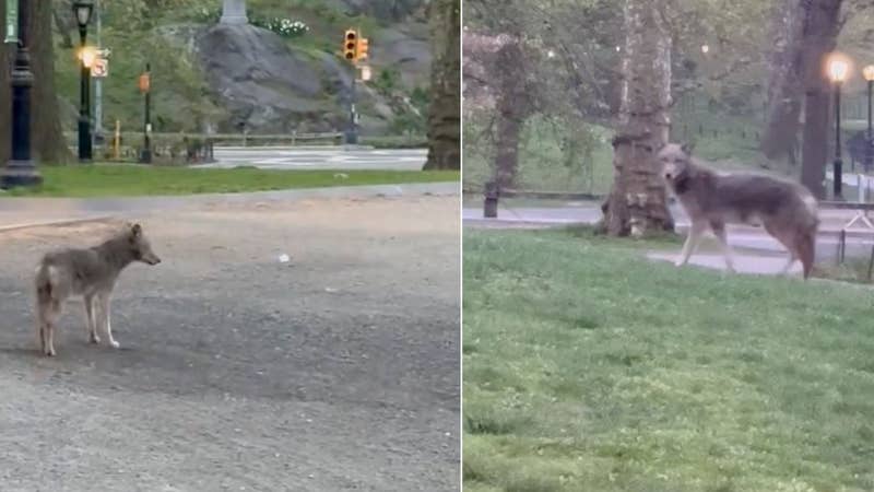 Watch: “Giant” Coyote Prowls New York City’s Central Park