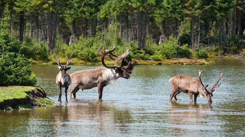 Wolf Management Might Be Keeping Woodland Caribou from Going Extinct in Canada, Study Suggests