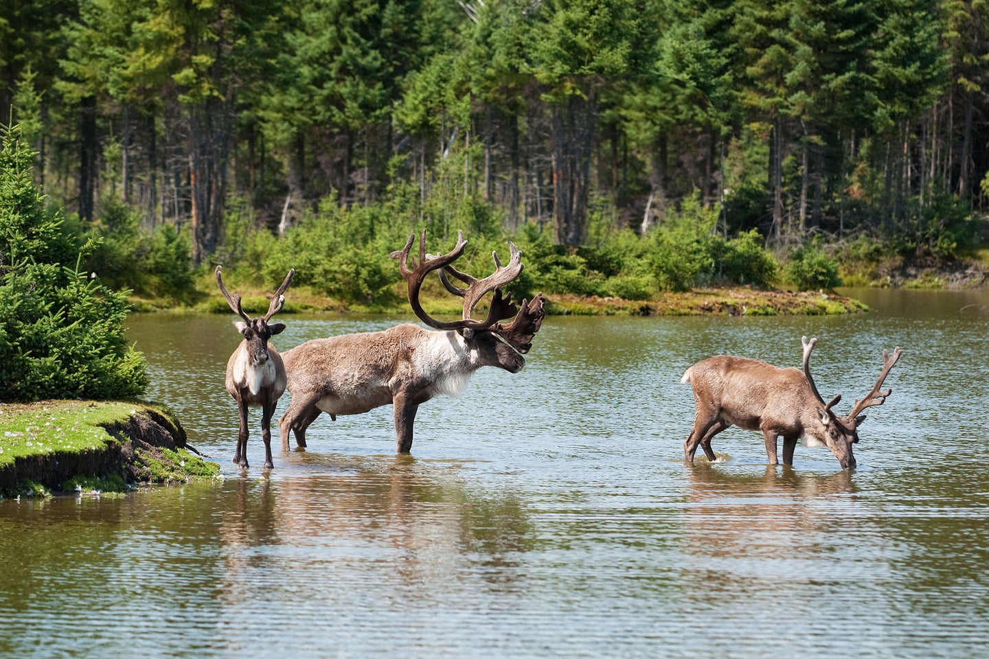 Woodland caribou drink from a lake.
