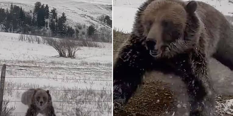 Watch a Sow Grizzly with Cubs Bluff Charge a Moving Pickup Truck