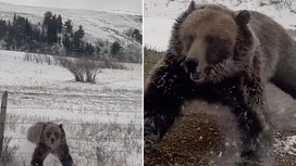Watch a Sow Grizzly with Cubs Bluff Charge a Moving Pickup Truck