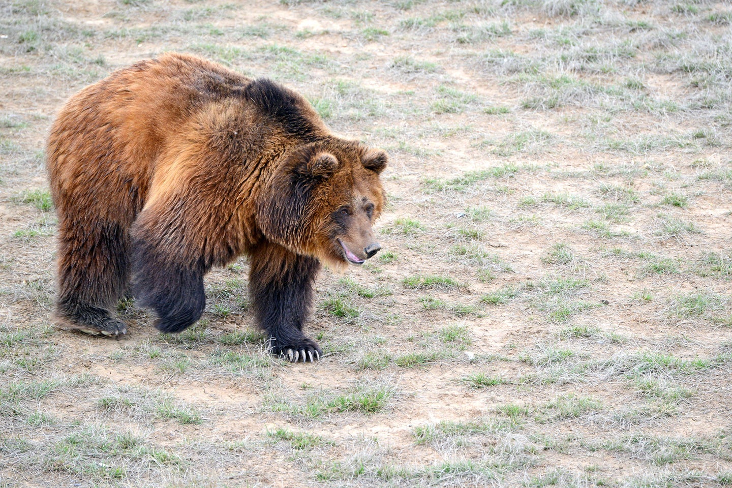 A grizzly bear walks through an open field.