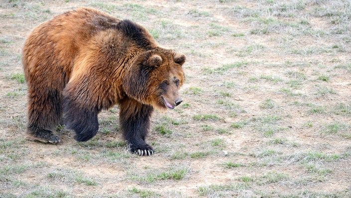 Feds Outline Plan to Move Grizzly Bears Into Northwest Washington State