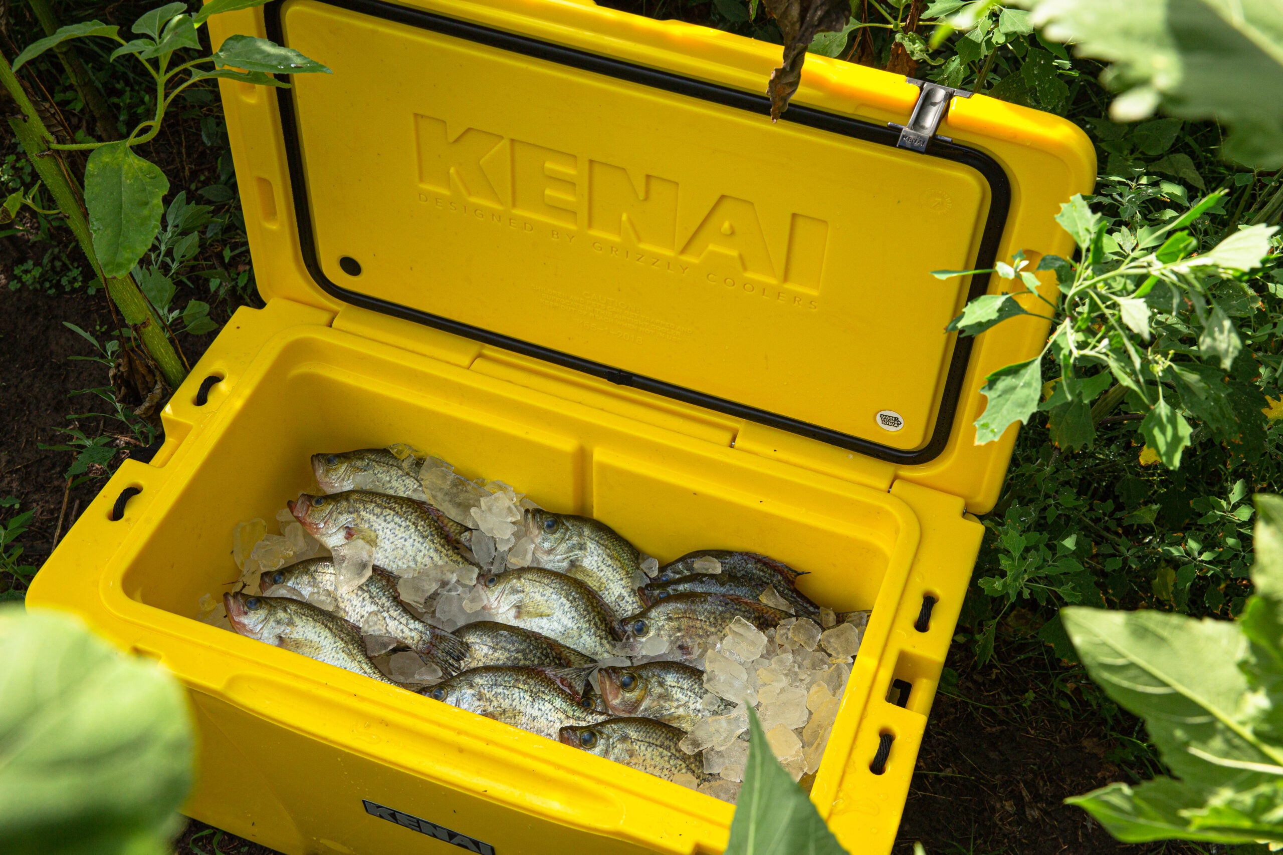 A yellow cooler filled with dead crappie.