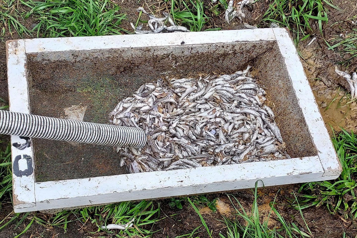 Juvenile salmon killed with bleach during break-in at Oregon hatchery.