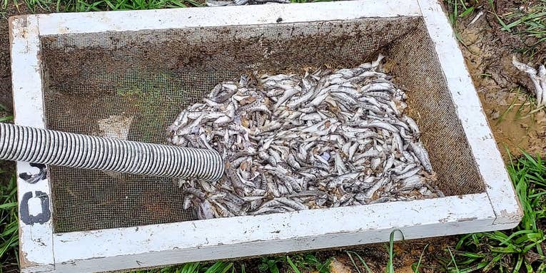 Oregon Man Breaks Into Hatchery, Poisons Nearly 20,000 Chinook Salmon Smolt with Bleach