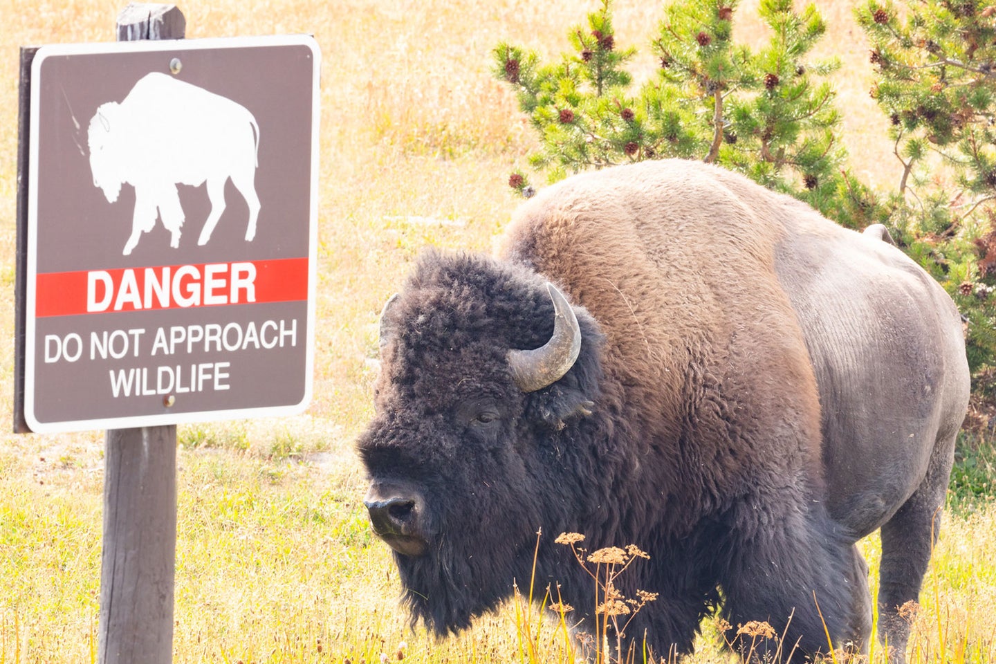 A bison stands next to a warning sign in Yellowstone National Park.