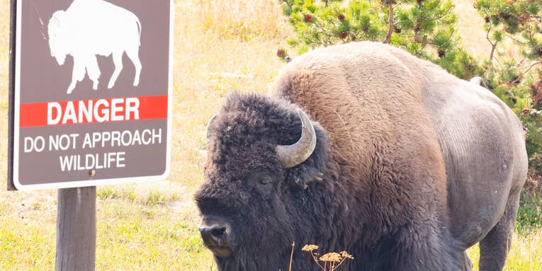 Idaho Man Injured and Arrested After Allegedly Kicking a Bison While Drunk in Yellowstone