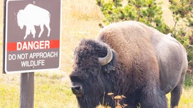 Idaho Man Injured and Arrested After Allegedly Kicking a Bison While Drunk in Yellowstone
