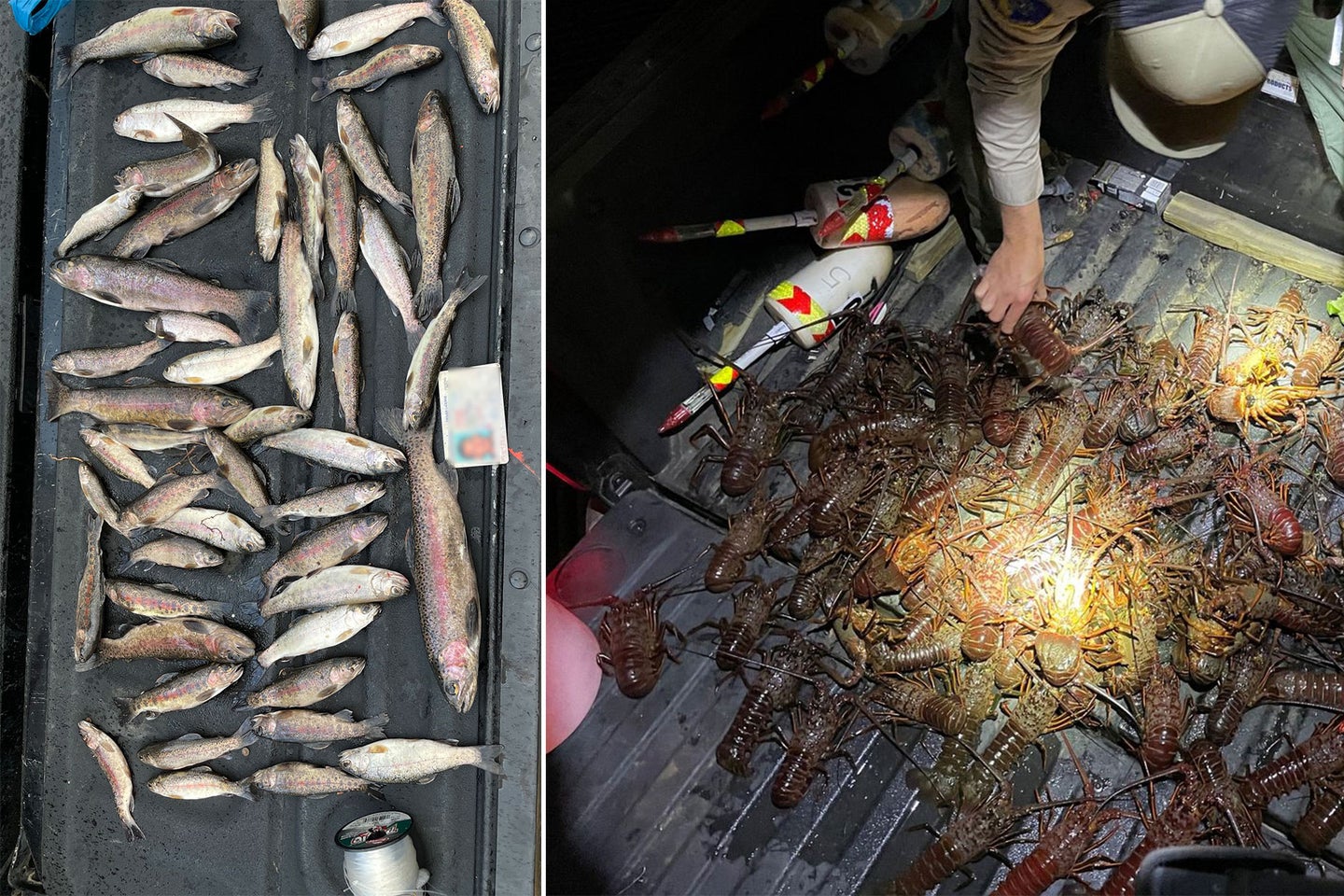 Trout and lobsters seized by California game wardens.