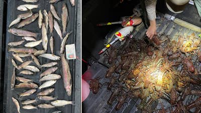 Wardens Seize 49 Protected Trout and 86 Spiny Lobsters from Poachers in Southern California