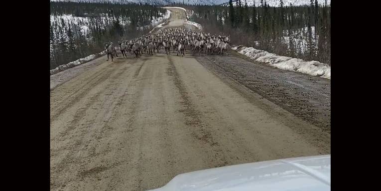 Watch: Giant Caribou Herd Nearly Collides with a Pickup Truck in Alaska
