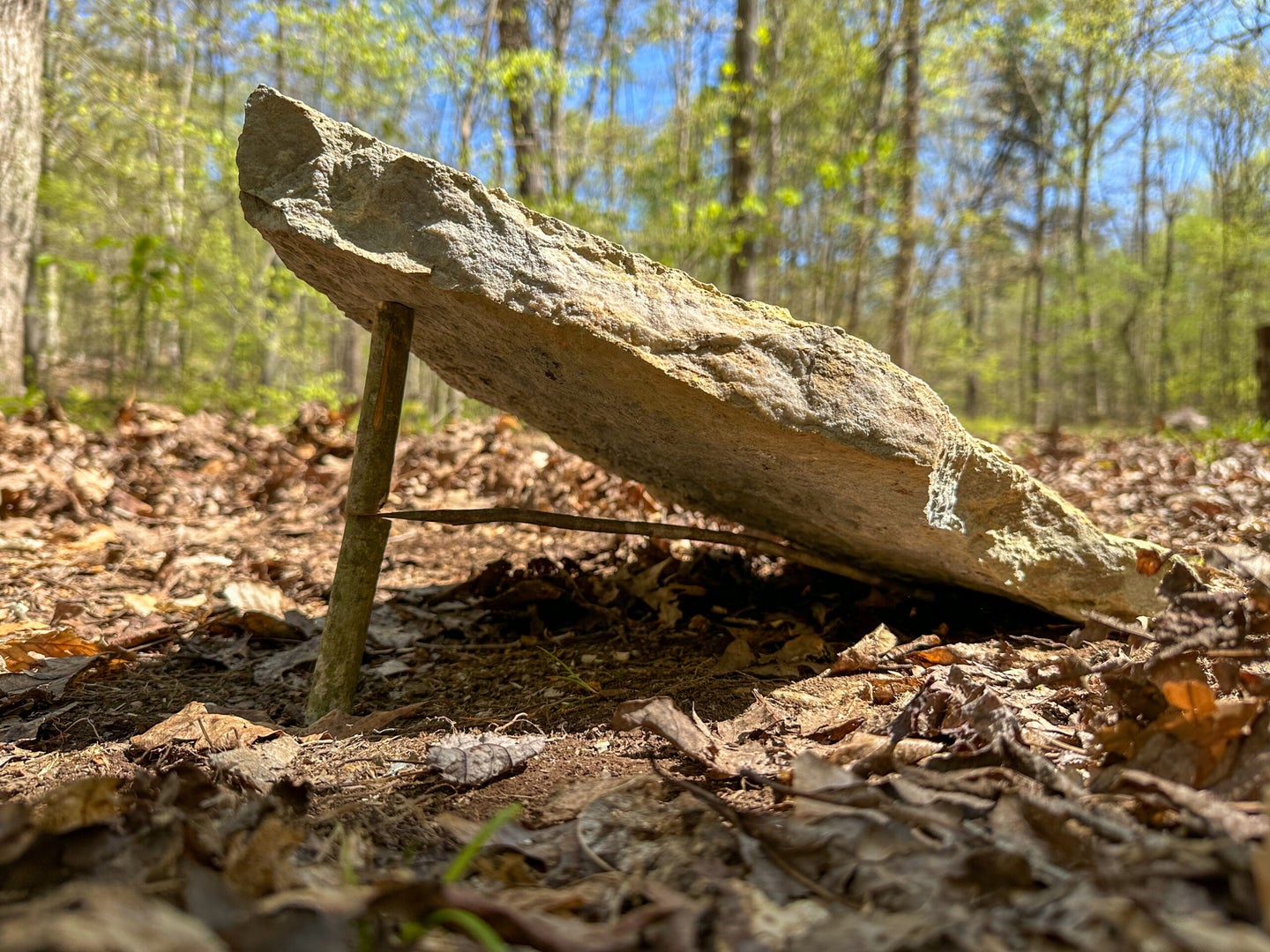 A rock being held up by stick to be used as a deadfall trap