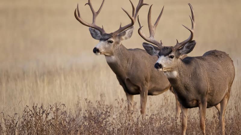 California Poaching Ring Charged with Killing Dozens of Deer at Night in Residential Areas