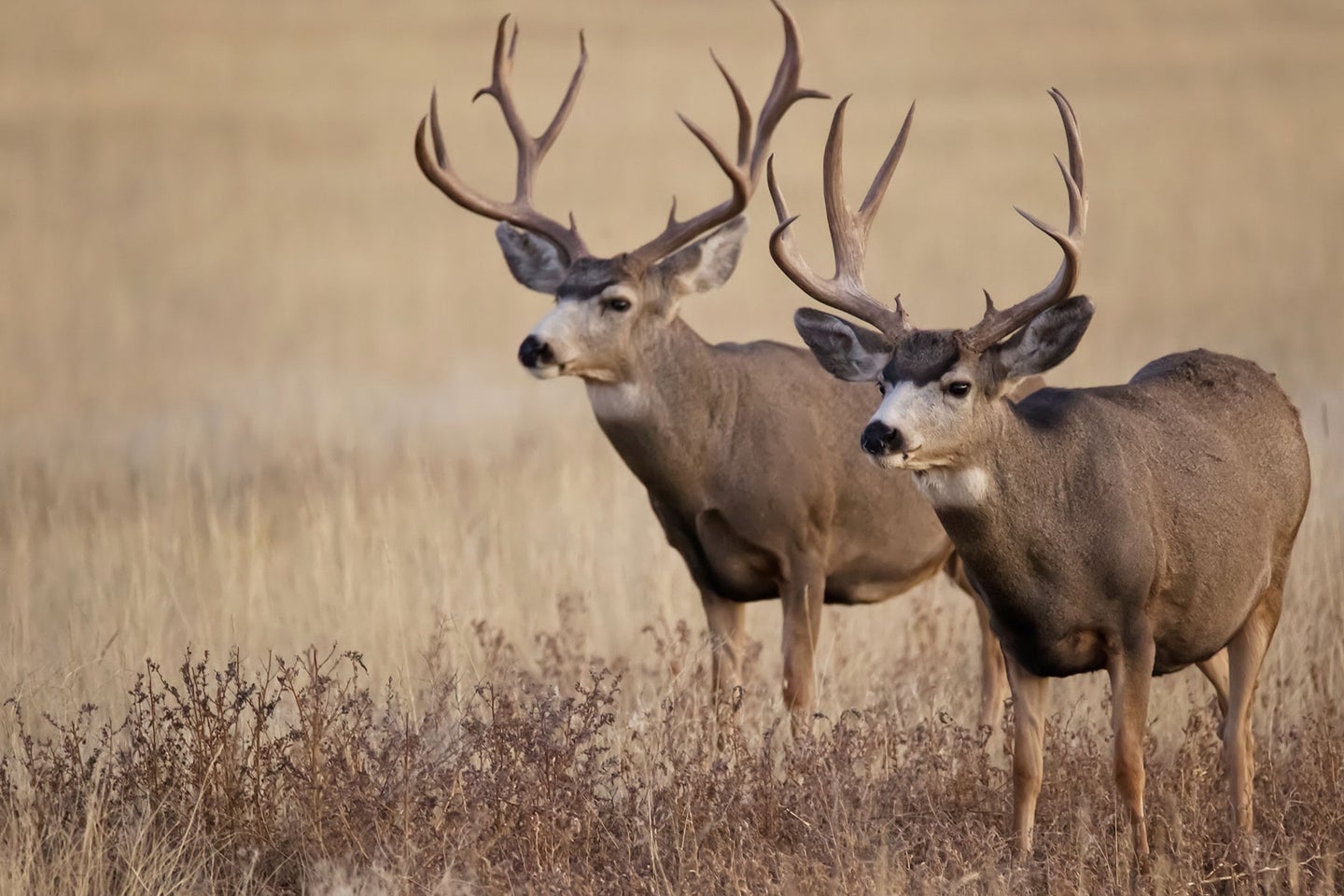Two mule deer bucks in a field.