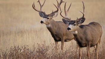 California Poaching Ring Charged with Killing Dozens of Deer at Night in Residential Areas