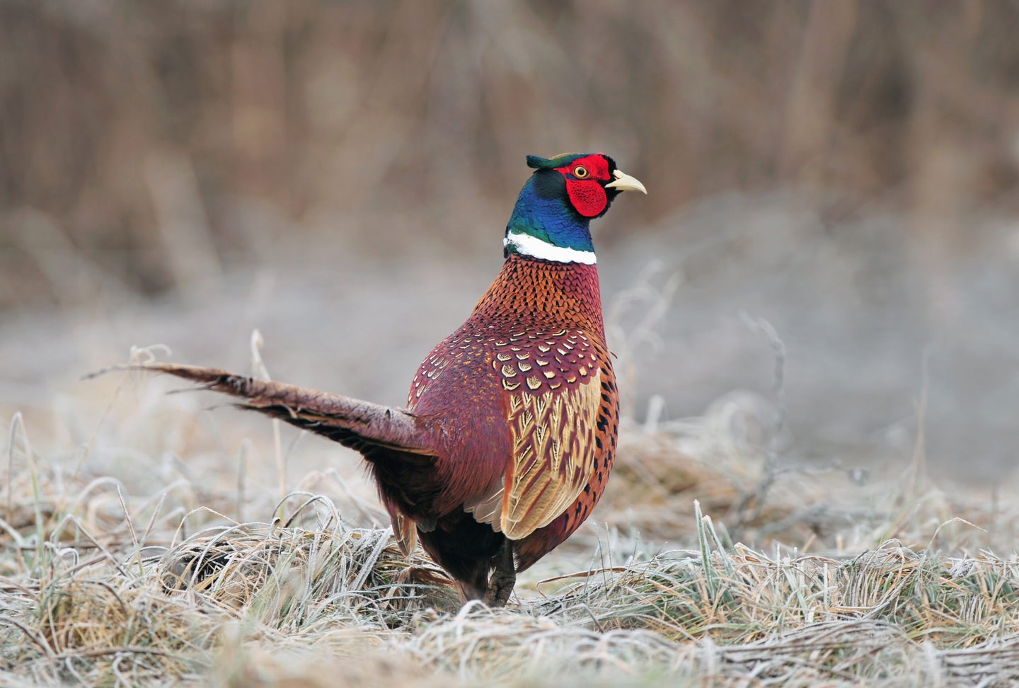 A male ringneck pheasant walks on the grass