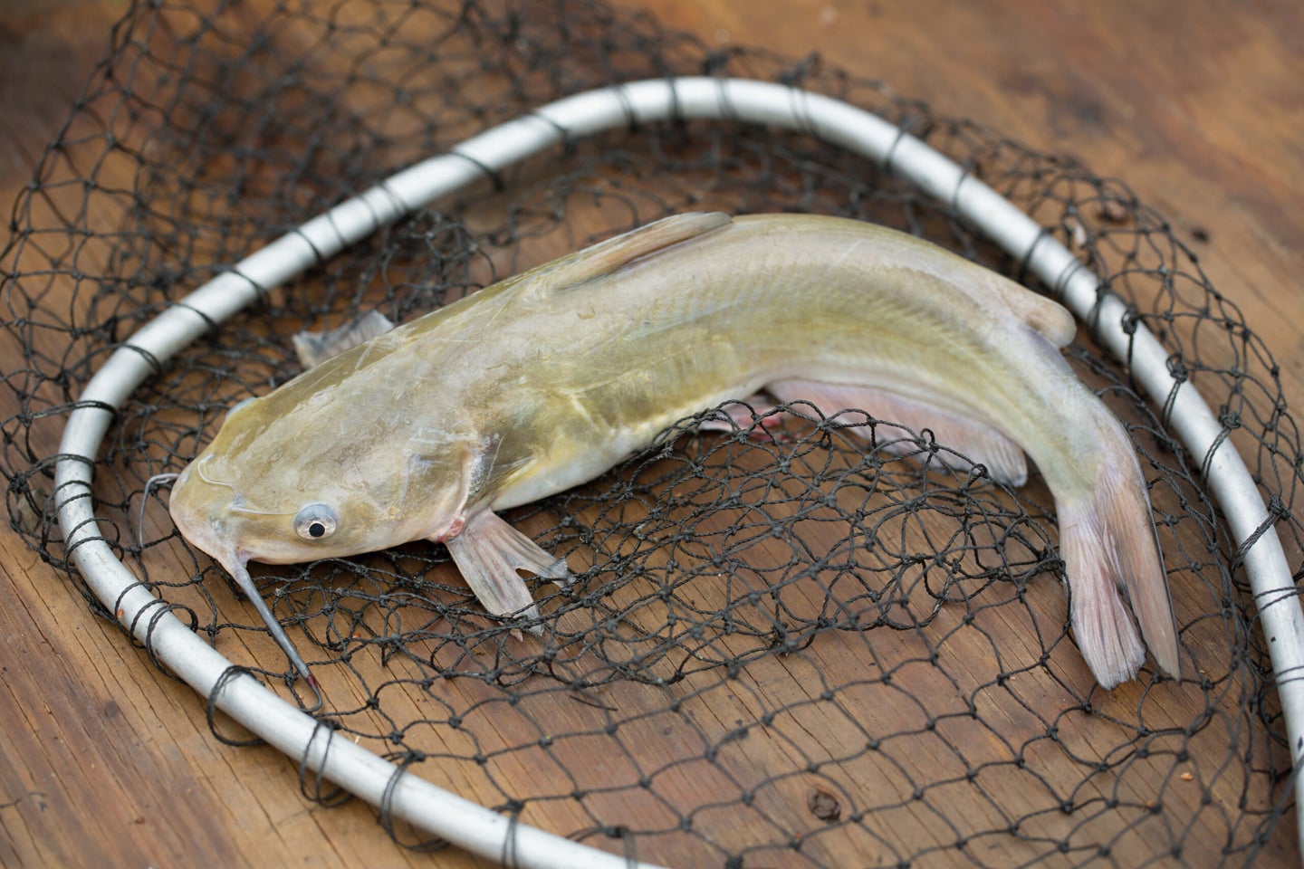 A channel catfish in a fishing net