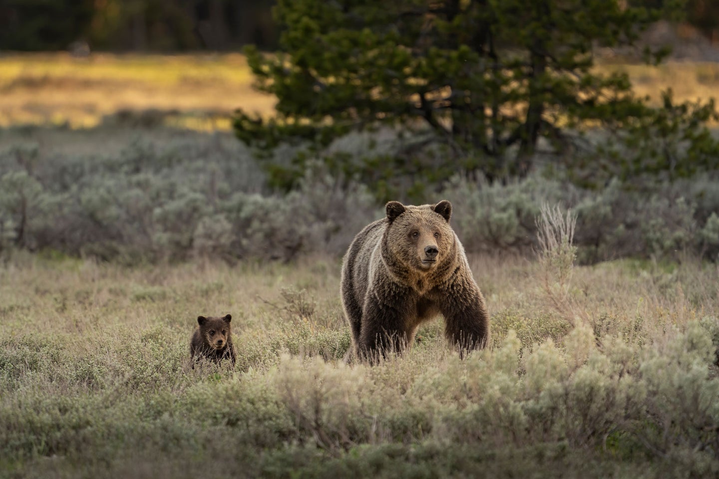 A grizzly sow with a young-of-the-year cub.