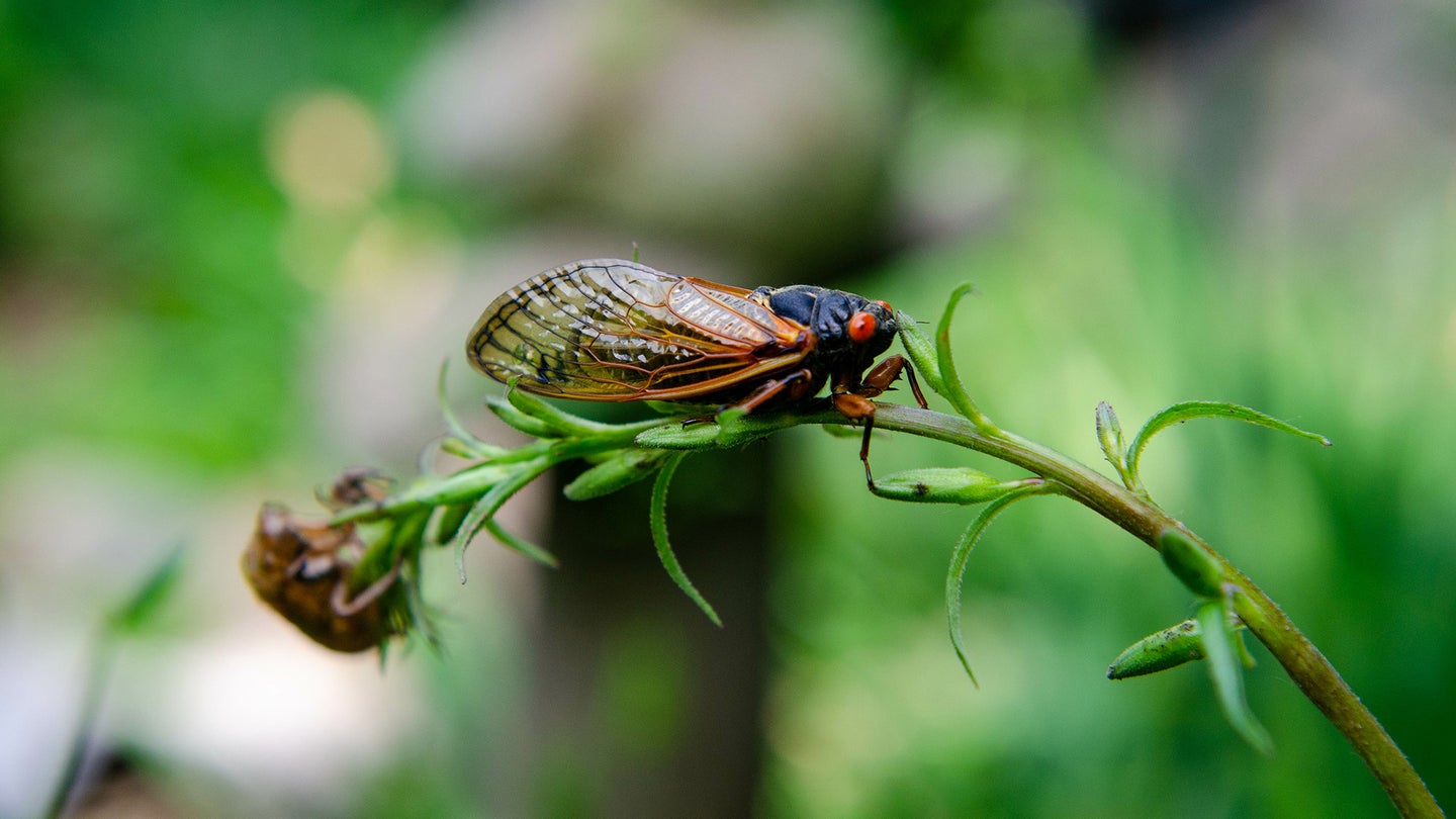 cicada on a lead