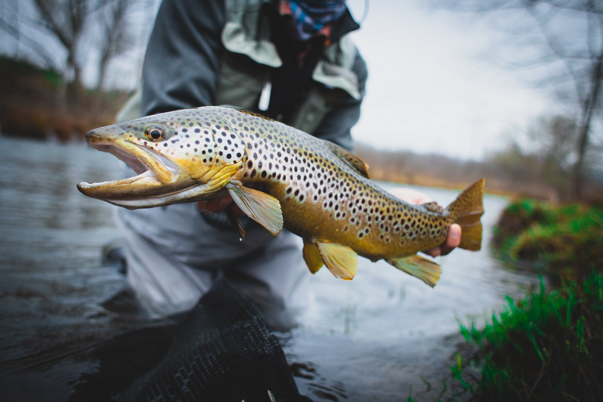 Big brown trout like this will gorge on cicada lined rivers.