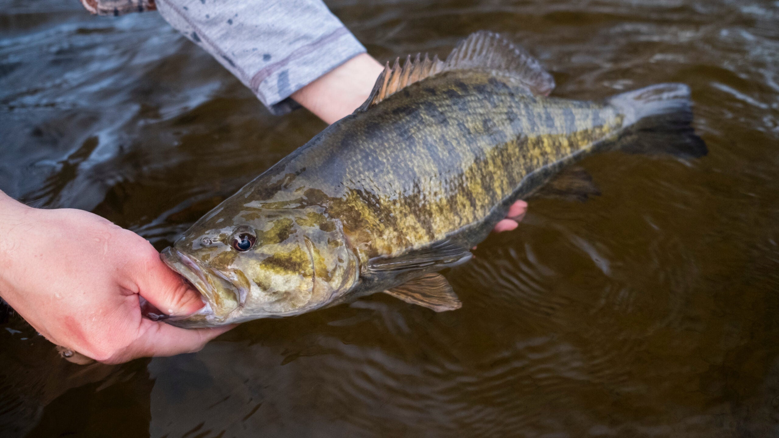 Smallmouth bass are a popular target for cicada anglers, both in rivers and in lakes.