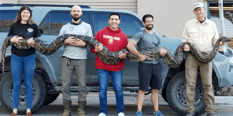 17-Foot Burmese Python is One of the Largest Ever Captured in Florida