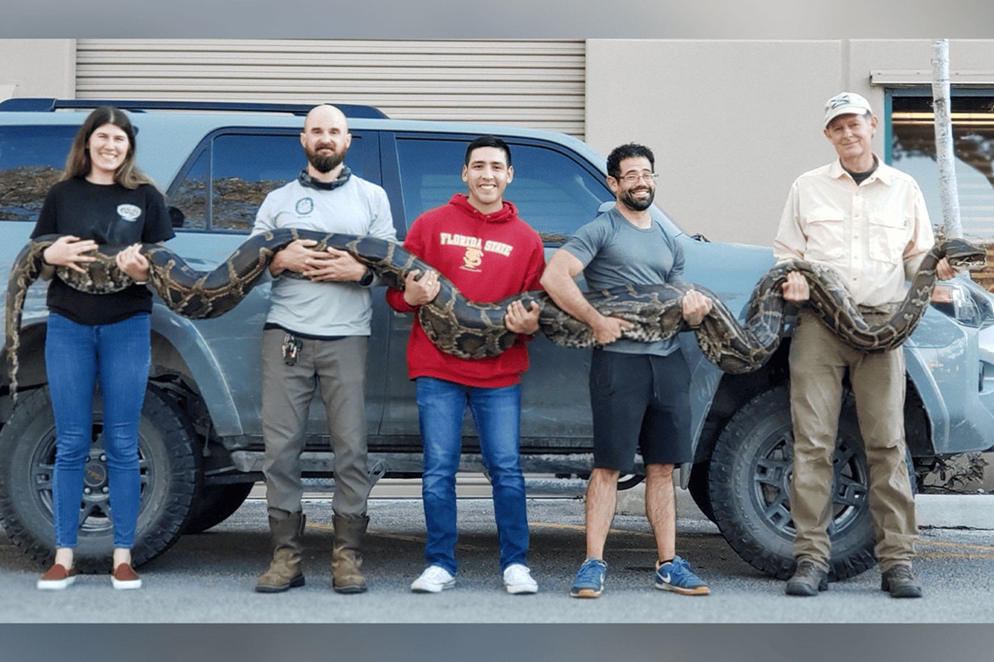 Five people hoist a near-record python caught in south Florida.