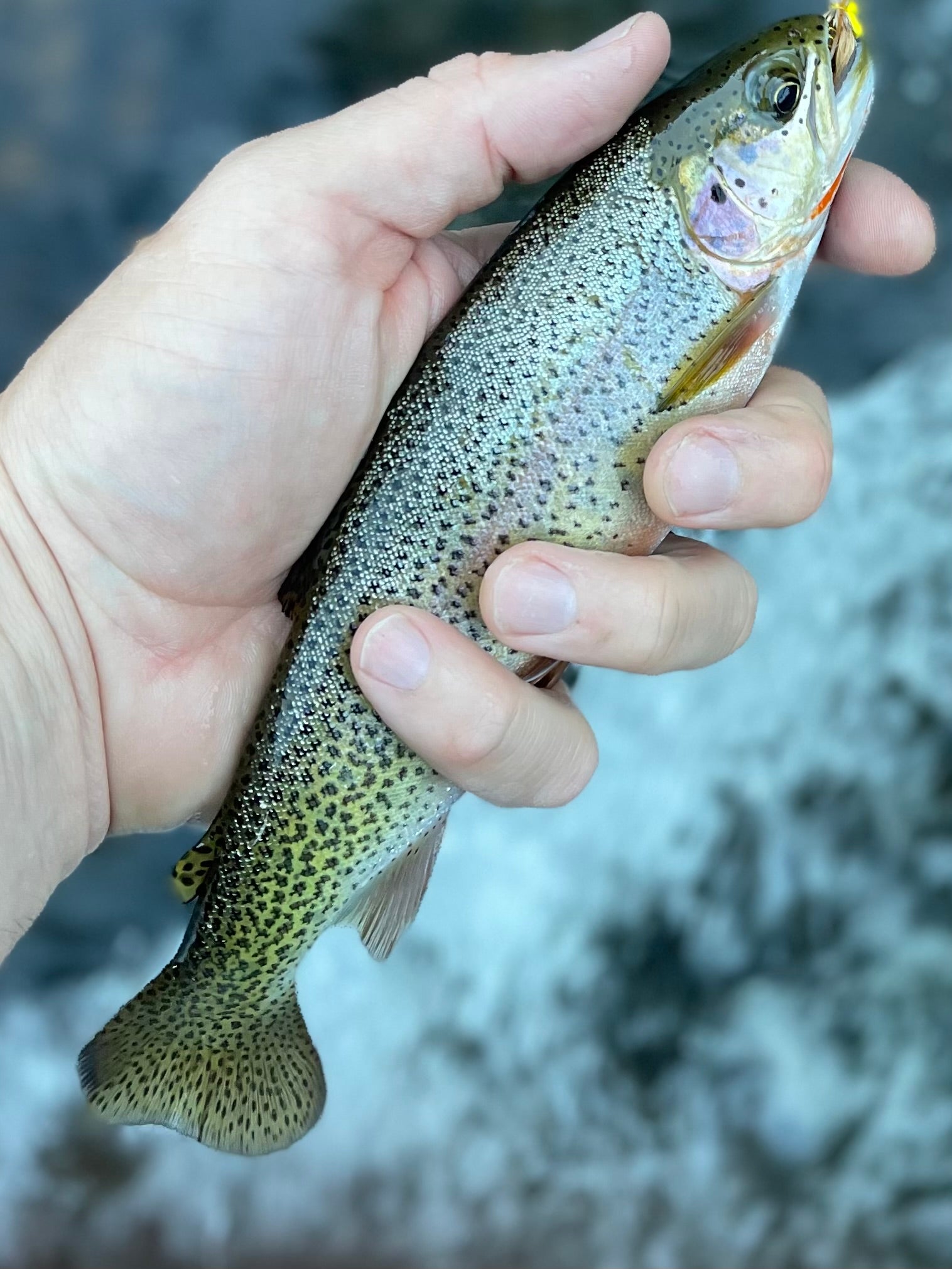 A West Slope cutthroat trout caught in the West Fork Bitterroot not far from the Sheep Creek mining claims. 
