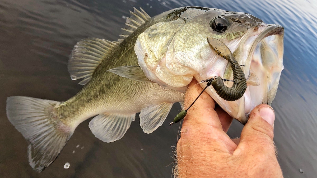 A hand holds up a largemouth bass caught on a Tokyo rig.