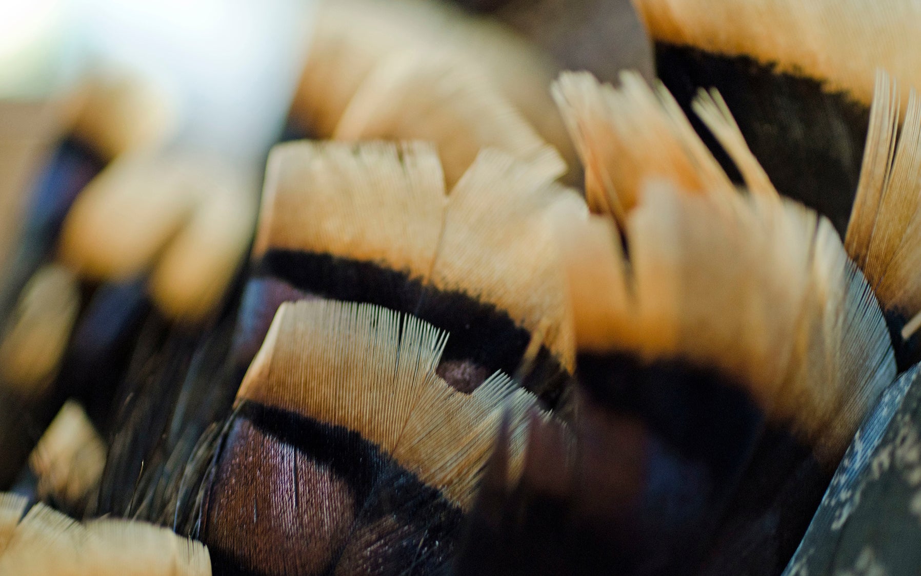 A closeup of the feathers of a wild turkey.