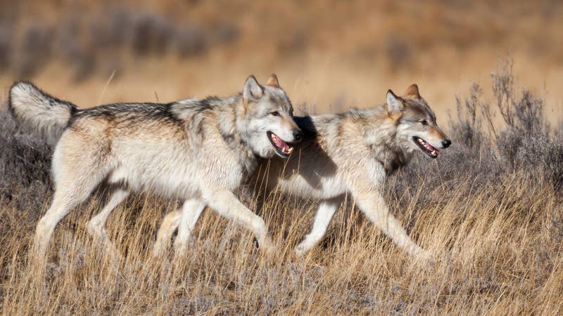 Bill That Would Delist Gray Wolves Passes U.S. House—Will it Make it to the Senate?