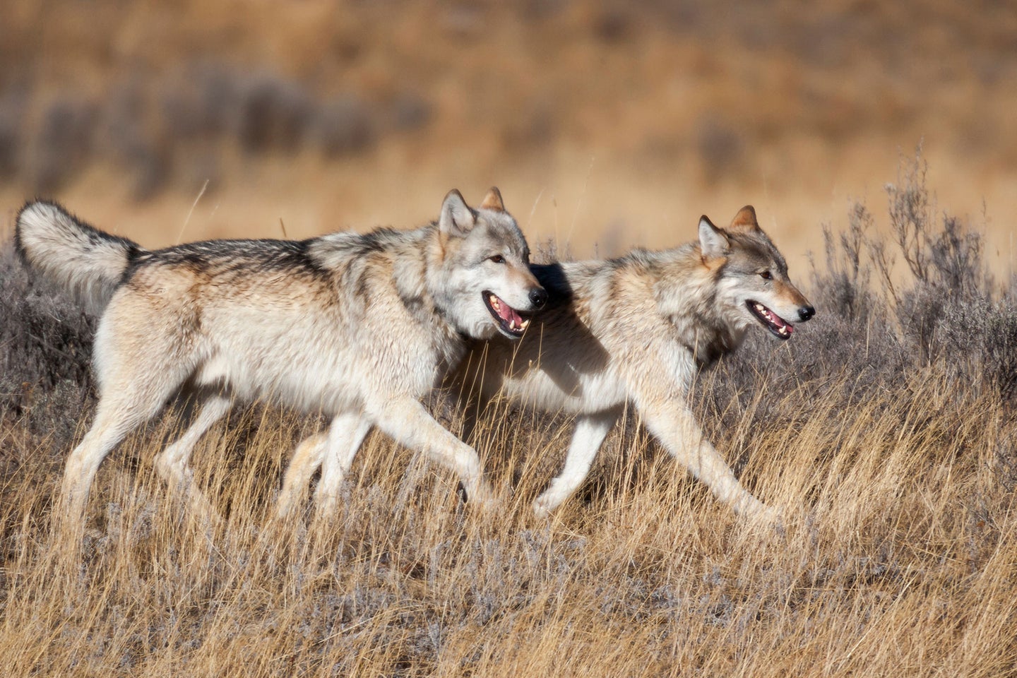 Two gray wolves walk together through a field.