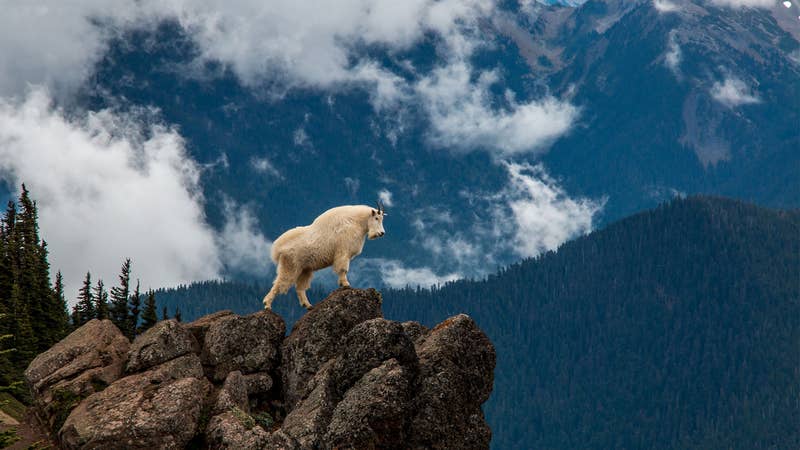 Study: Avalanches Cause Significant Mortality in Mountain Goat Populations