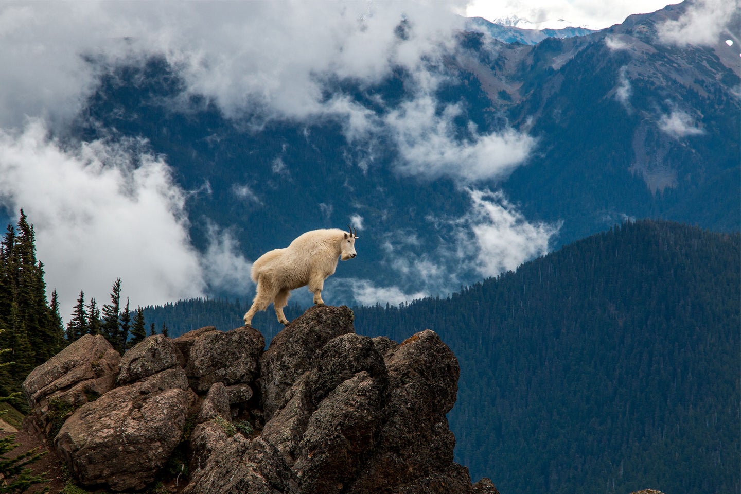 A mountain goat on a rocky outcropping.