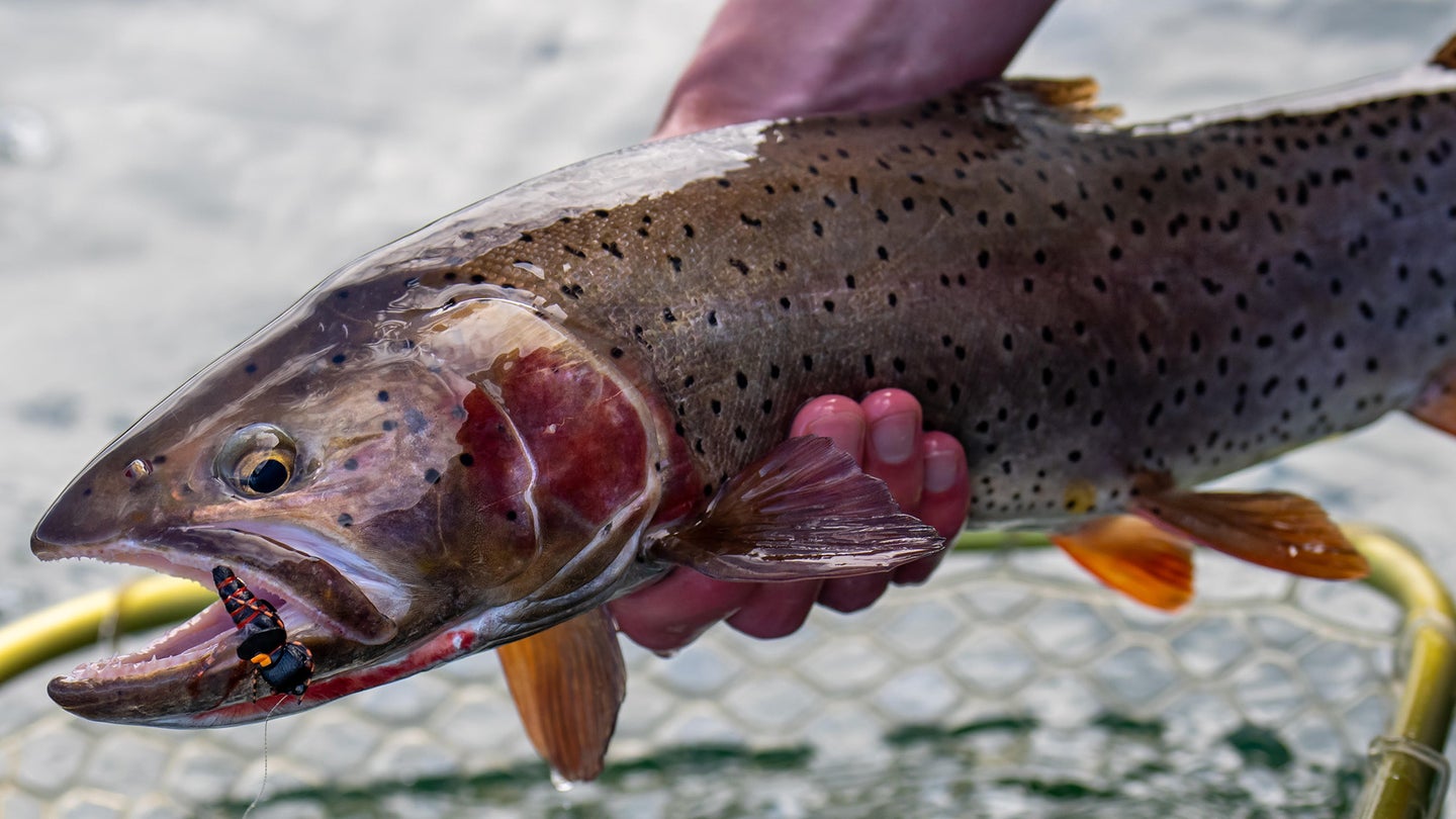 An angler holds up a big cutthroat trout taken on a Project Cicada fly. 