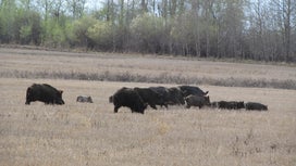 New Study: Canada’s “Super Pig” Invasion Likely to Spread into Northern U.S.