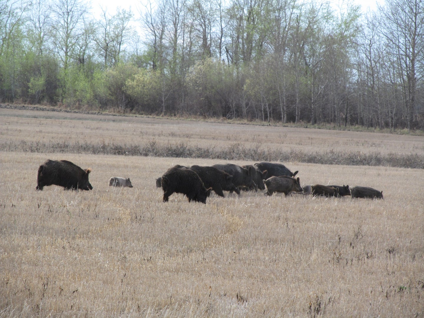 pigs in open field